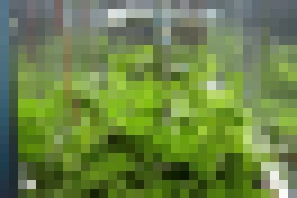 Photo Na ISS dnes budú prvý raz jesť zeleninu vypestovanú vo vesmíre