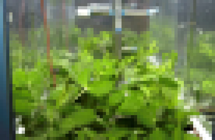 Photo Na ISS dnes budú prvý raz jesť zeleninu vypestovanú vo vesmíre