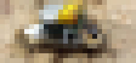 Photo Šváb-kyborg pomôže pri záchranárskych prácach 