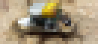 Photo Šváb-kyborg pomôže pri záchranárskych prácach 