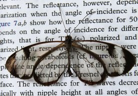 Photo Štruktúra motýlích krídel pomôže pri vývoji mobilných displejov bez odleskov 