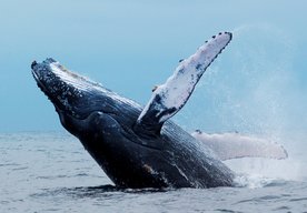 Photo Vedci budú počítať veľryby pomocou záberov zo satelitov a softvéru na analýzu obrazu 