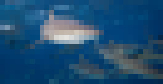 Photo Google chce posilniť ochranu podmorských káblov proti útokom žralokov