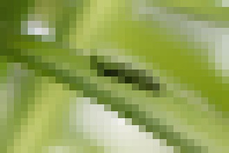 Photo Ultratenké ohybné nízkoenergetické procesory predstavil Freescale