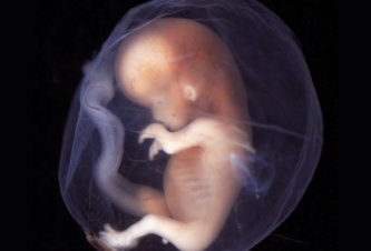 Photo Britskí vedci budú editovať gény v ľudských embryách