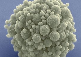 Photo Vedci vytvorili prvú minimálnu syntetickú bakteriálnu bunku