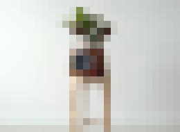 Photo Izbová rastlina Clairy dokáže pohltiť až 85 % toxínov