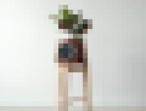 Photo Izbová rastlina Clairy dokáže pohltiť až 85 % toxínov