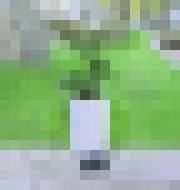 Photo Budú nám izbové rastliny vyrábať elektrickú energiu v domácnostiach? 