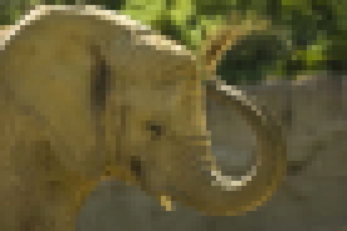 Photo Ako na to: Fotografujeme zvieratá (nielen) v ZOO. Týmto chybám sa vyhnite