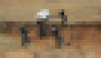 Photo Robot SwagBot bude pásť ovce a dobytok na farme