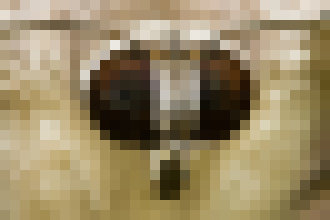 Photo Vďaka novej antireflexnej vrstve, inšpirovanej okom motýľa, budete môcť čítať z displeja smartfónu aj na ostrom slnku 