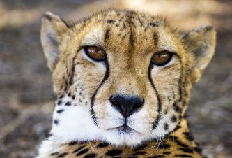 Photo Aj vy ste ako gepard celé hodiny bez pohybu? Gepard nemá hemoroidy!