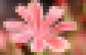 Photo Návody: Makrofotografia – ako robiť efektné fotky jednoducho a lacno