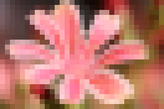 Photo Návody: Makrofotografia – ako robiť efektné fotky jednoducho a lacno