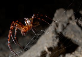 Photo Pavúčie vlákno upravené grafénom vykazuje úžasnú pevnosť 