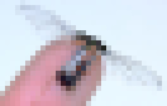 Photo Tento hybridný robot RoboBee dokáže plávať vo vode, vzlietnúť z nej a lietať  