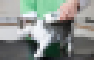 Photo Čipovanie spoločenských zvierat