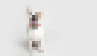 Photo Gadgety pre domácich miláčikov