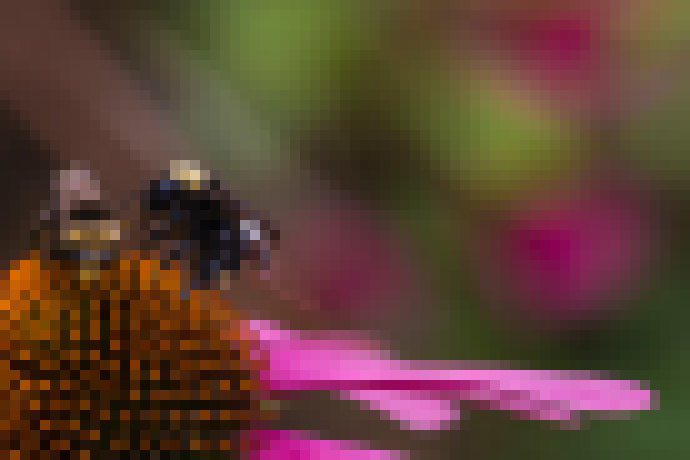 Photo Načo drony. Včely dostanú ruksak so senzormi, aby pomohli sledovať úrodu