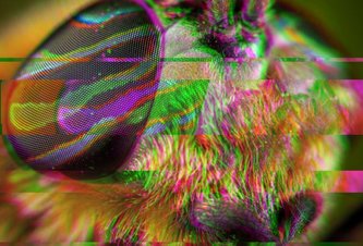 Photo DARPA chce okopírovať mozog hmyzu pre vývoj ďalšej generácie umelej inteligencie