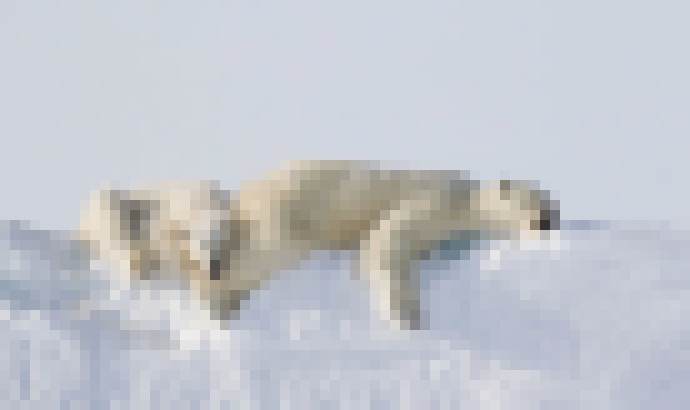 Photo Digitálny polárny archív, ktorý strážia aj ľadové medvede 