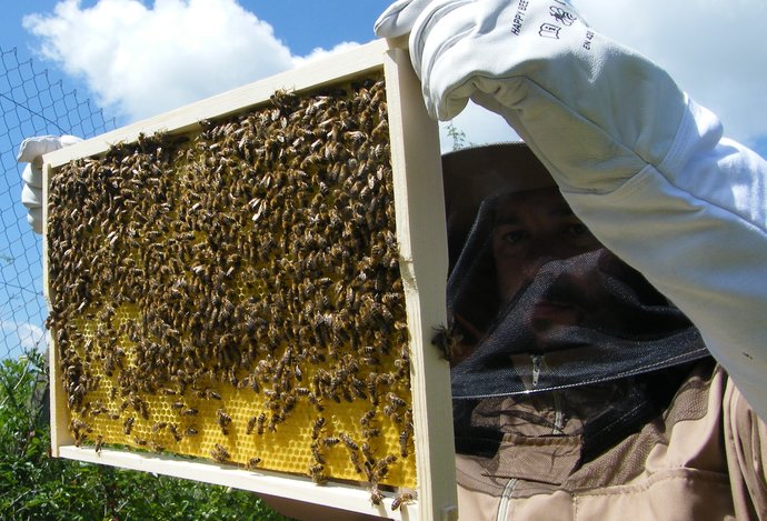 Photo Monitoring včiel slúži na ich ochranu