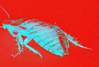 Photo Roboty inšpirované švábmi: Nezničíte ho, ani keď naňho dupnete (video)