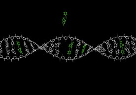 Photo Nová metóda na úpravu génov by mohla opraviť až 89 % mutácií spôsobujúcich dedičné choroby