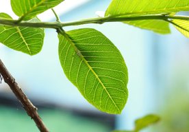 Photo Uhlíkovo neutrálny „umelý list“ napodobňuje fotosyntézu v rastlinách