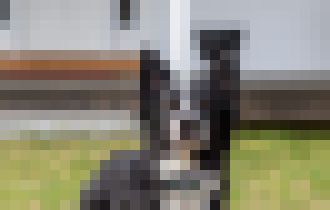 Photo CES 2020: Virtuálny plot pre túlavého psa