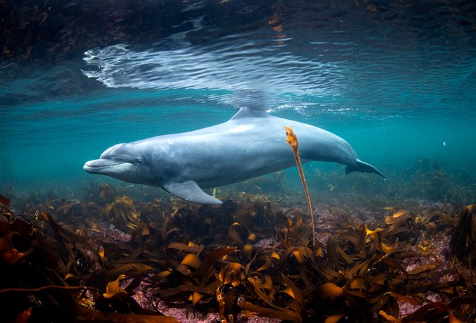 Photo Ambasádor značky Nikon George Karbus dokumentuje najkrajšie živočíchy oceánov
