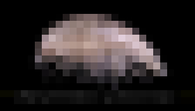 Photo  Vedci objavili plasty v novom druhu morského kôrovca.