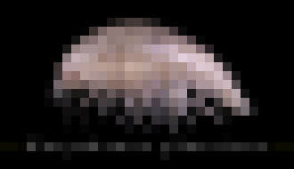 Photo  Vedci objavili plasty v novom druhu morského kôrovca.