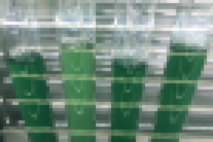 Photo Hacknuté sinice môžu fotosyntézou vyrábať vodík ako palivo