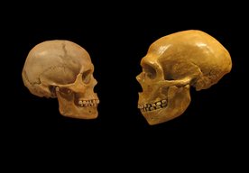 Photo Superpočítač odhalil príčinu vyhynutia neandertálcov