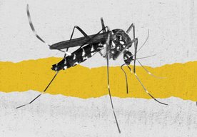 Photo Do prírody vypustia 750 miliónov geneticky modifikovaných komárov