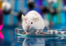 Photo Strava s doplnkom AKG zlepšila zdravie a predĺžila život myší. Na rade sú ľudia
