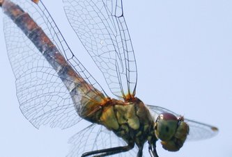 Photo Dlaha inšpirovaná krídlami vážky zabezpečí lepšiu podporu pri úrazoch končatín