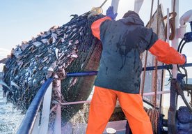 Photo Európsky projekt automatizuje spracovanie rýb