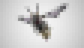 Photo Video: Drony podobné hmyzu dokážu mávať krídlami a lietať