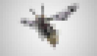 Photo Video: Drony podobné hmyzu dokážu mávať krídlami a lietať