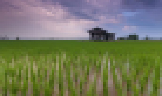 Photo Úprava RNA umožní dopestovať o 50 % viac zemiakov a ryže