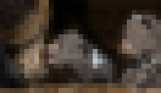 Photo Ako fotiť zvieratá v zoo