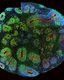 Photo Mozgové bunky v Petriho miske sa dokázali naučiť hrať videohru rýchlejšie ako umelá inteligencia