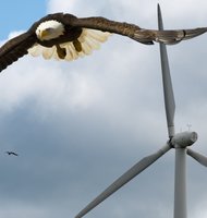 Photo Umelá inteligencia pomohla znížiť úhyn orlov spôsobený veternými turbínami