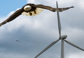 Photo Umelá inteligencia pomohla znížiť úhyn orlov spôsobený veternými turbínami