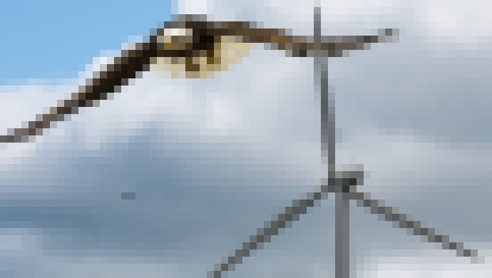Photo Umelá inteligencia pomohla znížiť úhyn orlov spôsobený veternými turbínami