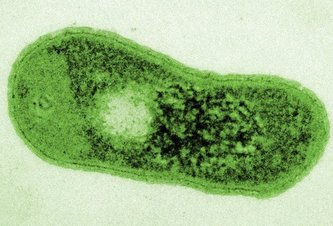 Photo Záhadná púštna baktéria si vyvinula jedinečnú schopnosť fotosyntézy