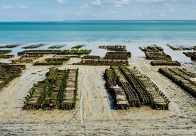 Photo Pestovanie zeleniny v morskej vode môže byť riešením na nasýtenie miliárd ľudí